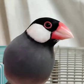 ロクが拐われた！？の画像