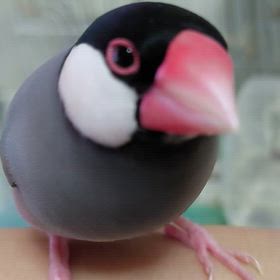 ロクフェスだよーの画像