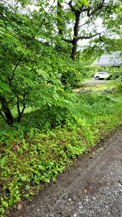 八ヶ岳の鹿も頭を下げますの記事動画