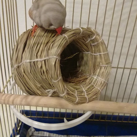 鳥さんの画像