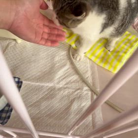 拡散希望、子猫保護です。追記。のサムネイル画像