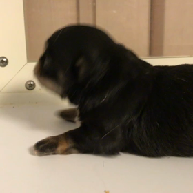 目開いたよ(ᐡ o̴̶̷̤ ﻌ o̴̶̷̤ ᐡ)の画像