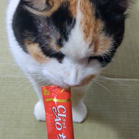 猫の日の画像