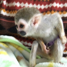 胴輪2日目⊂((・x・))⊃の画像