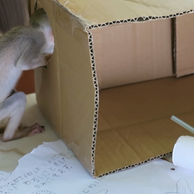 ダンボールのおもちゃだよ☆の画像