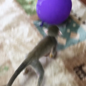 リスザルのげん♫初めての風船(  'ω')の画像