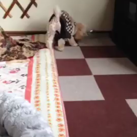 リンちゃんこんなに元気になりましたの画像