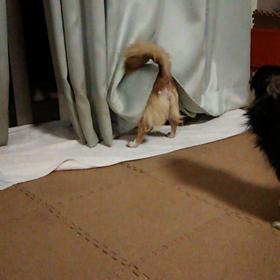 お出迎えワンコ(^○^)の画像