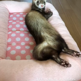 とろろくんの画像