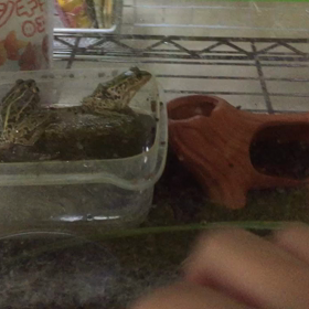 トノサマガエルの餌付けの画像