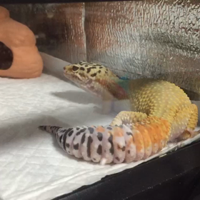 1発芸の画像