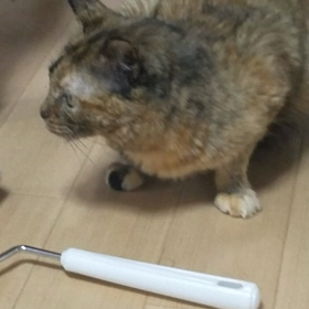 花ちゃんムービーの画像