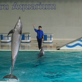 水族館の画像