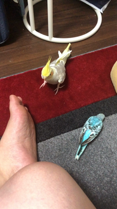 つかず離れずの記事動画