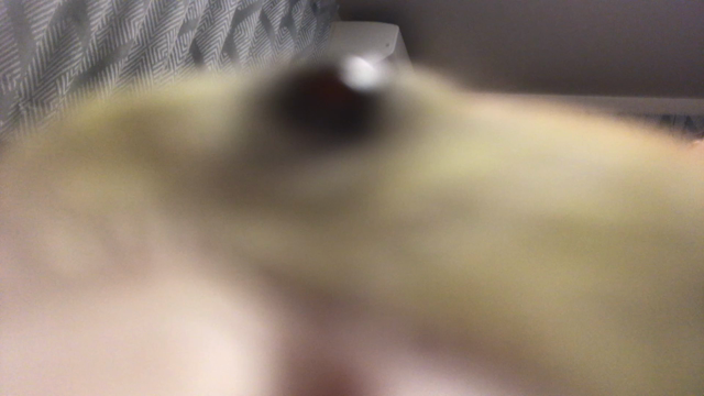 どアップの記事動画