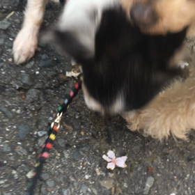 さっちゃん桜を食す∑(ﾟДﾟ)の画像