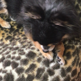 犬 種の違いか？ 犬に思わずツッコミ（笑）の画像