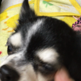 動物はぬいぐるみではない！の画像