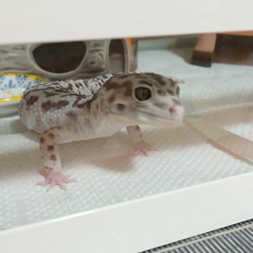 荒ぶる子。の画像