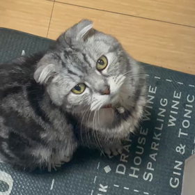お久しぶりになりましたの画像
