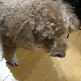 スパーキーの画像