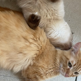 あれからの画像