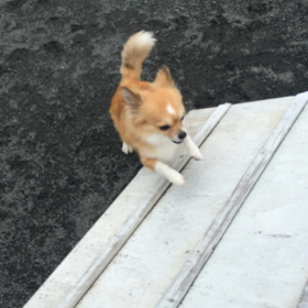ドッグラン☆の画像