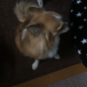 もう吠えないよ！の画像