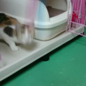 エルサちゃん・動画の画像