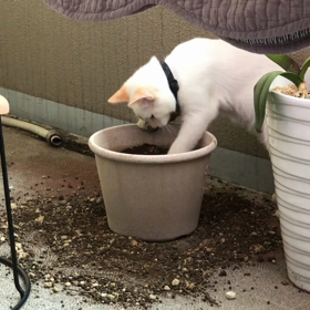 悪っ！現行犯だぜっ！の画像