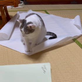 CS進出を占ってみたにゃよ～♪の画像