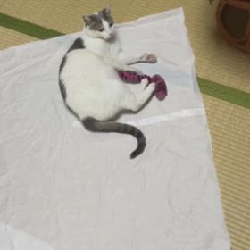ペルーから連れてきたネズミさんの画像
