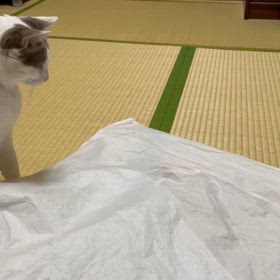 にゃんだ？! コレの画像