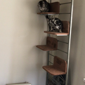 チビタとマメ日記1の画像