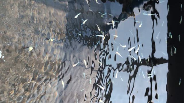 お久しぶりですの記事動画