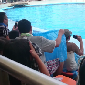 南知多ビーチランドのイルカショーの画像