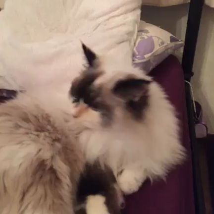 初動画♡の記事動画