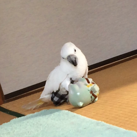 ぽんたの画像