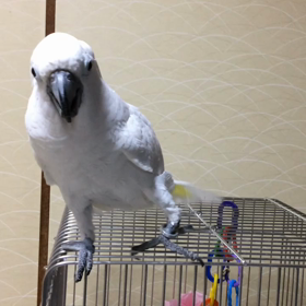 ぽんたの画像