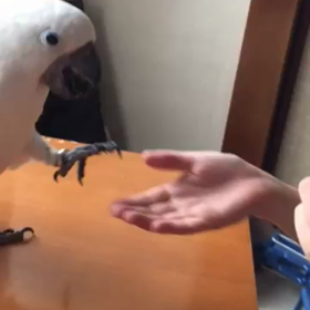 ぽんたの画像