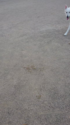 お久しぶりのブログの記事動画