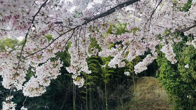 願わくは花の下にて春死なんの記事動画