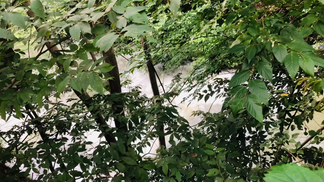 雨とコロナのお盆　お墓参りの記事動画