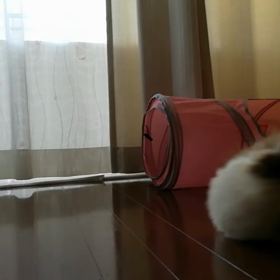愛猫は箱が好きの画像