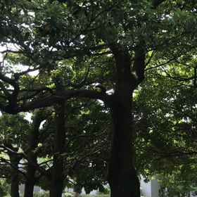 今日散歩で出逢いましたの画像