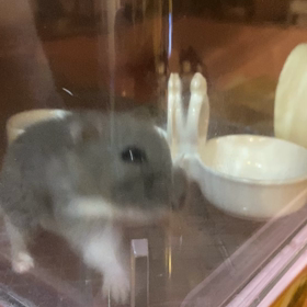 ロリちゃんの経過観察の画像