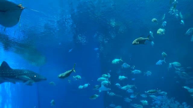 沖縄ぼっち旅行⑥の記事動画
