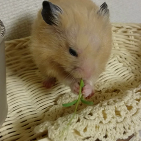 ♡ハムちゃんと豆苗...♡の画像