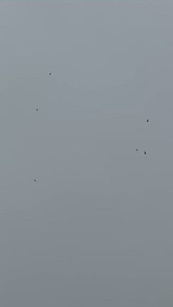 ヒメアマツバメの記事動画