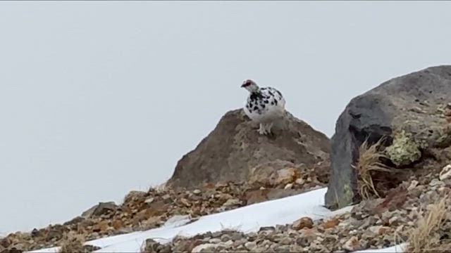 大御所の記事動画